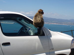 Gibraltar Małpy Magoty Wakacje Wycieczki